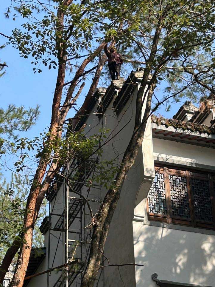 排除隱患,國資公司砍樹解民憂