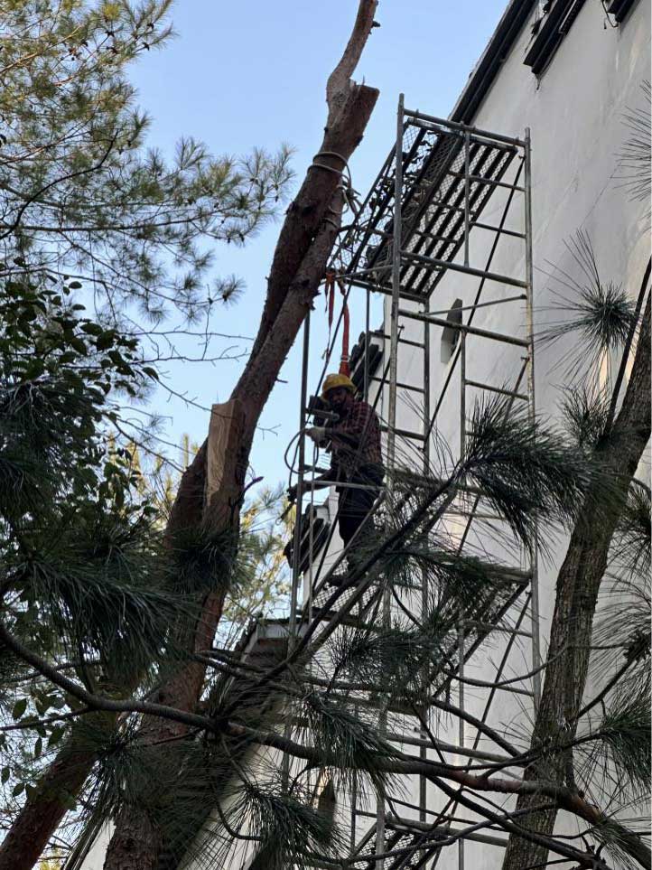 排除隱患,國資公司砍樹解民憂